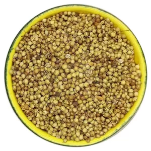 تخم گشنیز گل‌جیل
